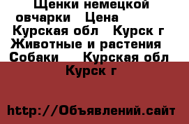 Щенки немецкой овчарки › Цена ­ 8 000 - Курская обл., Курск г. Животные и растения » Собаки   . Курская обл.,Курск г.